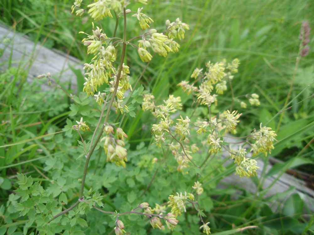 Thalictrum cfr.  minus